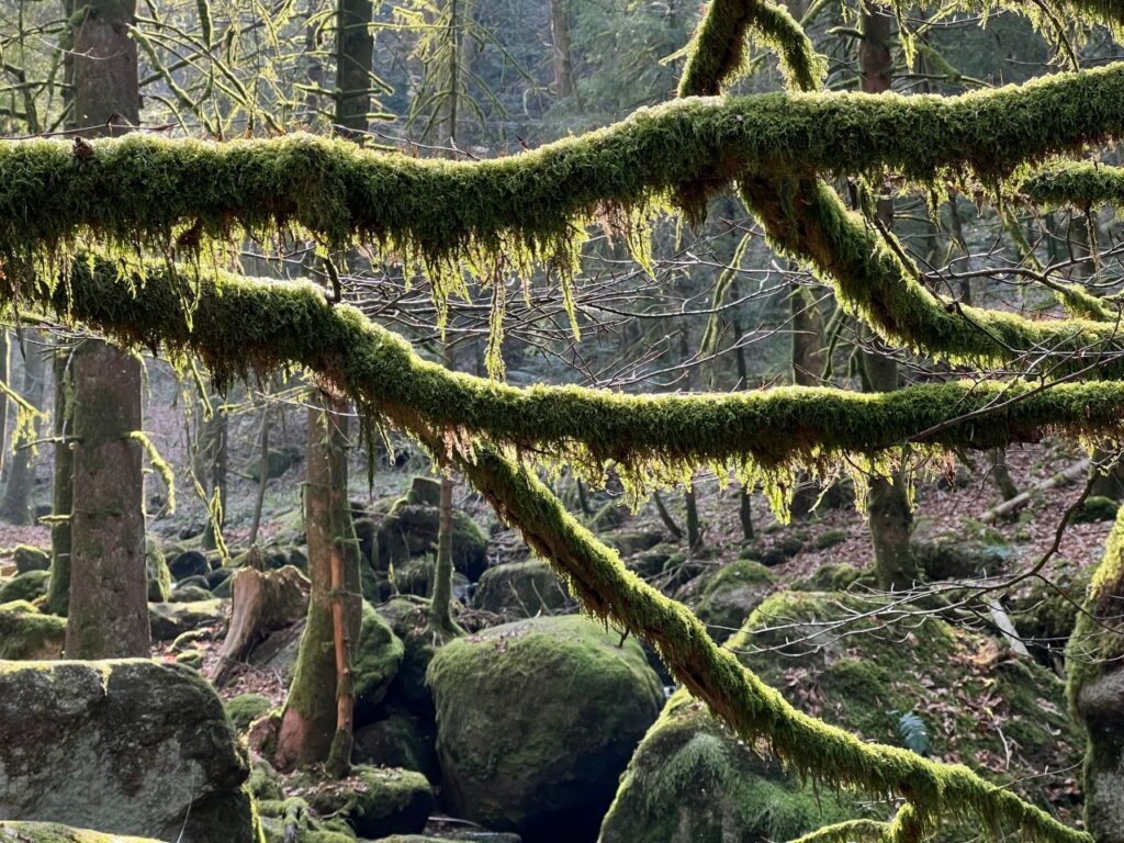 Bemooste Äste in einem Wald, Sinnbild für den LLM-Wald