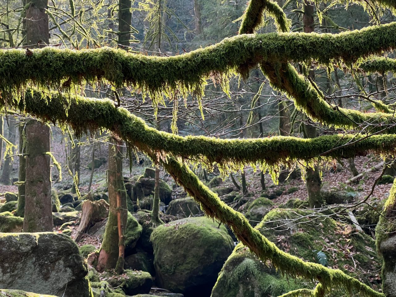 Bemooste Äste in einem Wald, Sinnbild für den LLM-Wald